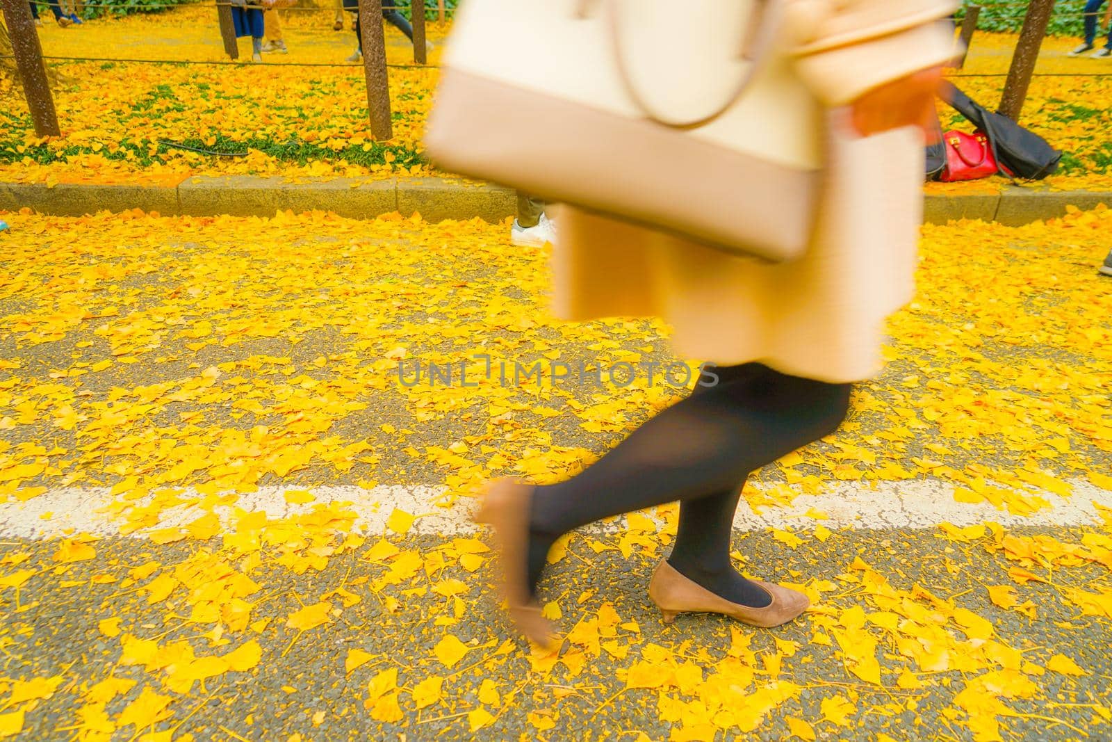 Jingu Gengui Chi-san Ginkgo and People Feet. Shooting Location: Tokyo metropolitan area