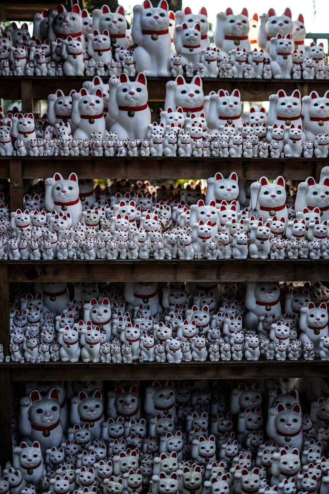 Image of invited cat (Tokyo, Gotokuji). Shooting Location: Tokyo metropolitan area