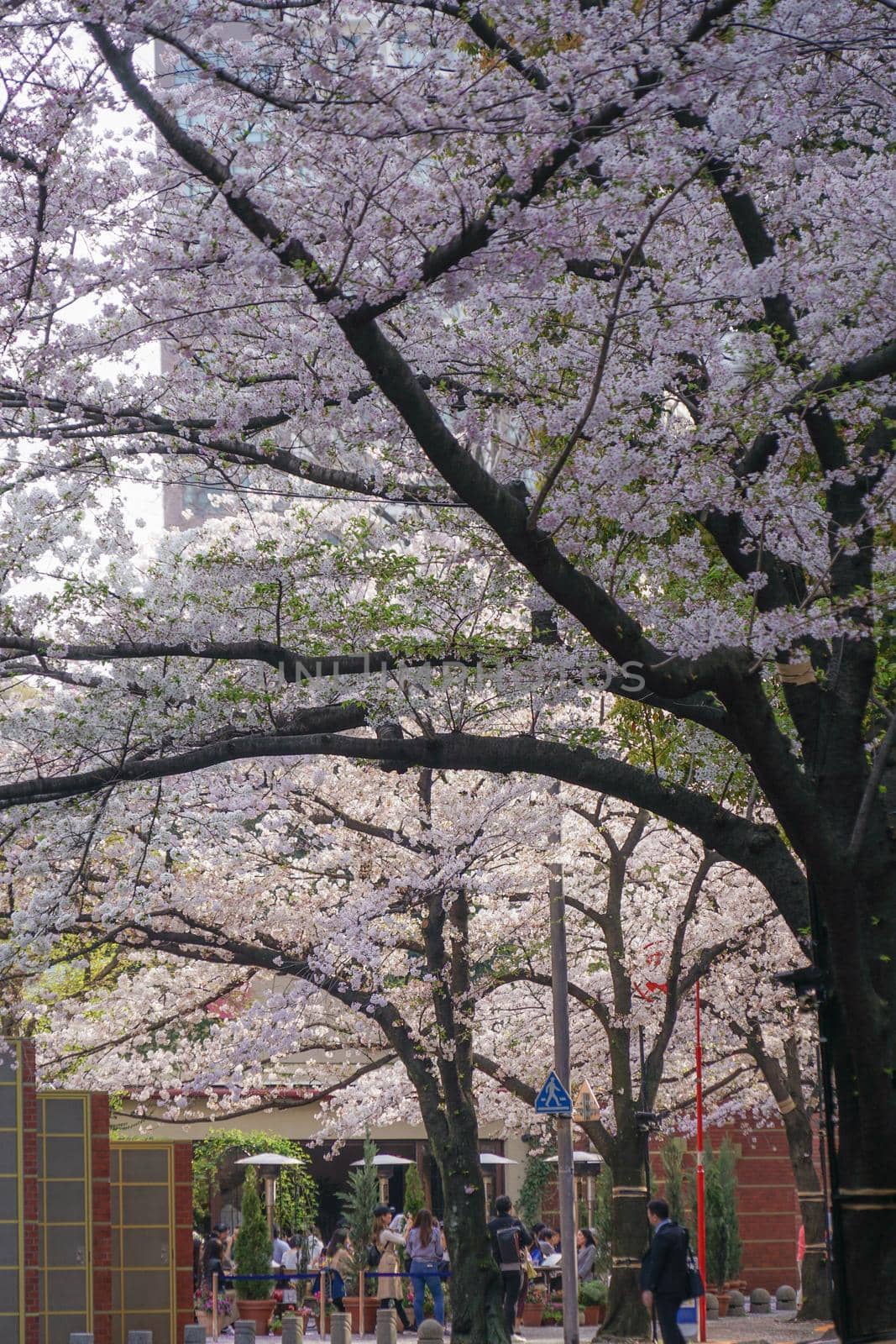 Roppongi 1-chome cherry blossom sakura. Shooting Location: Tokyo metropolitan area