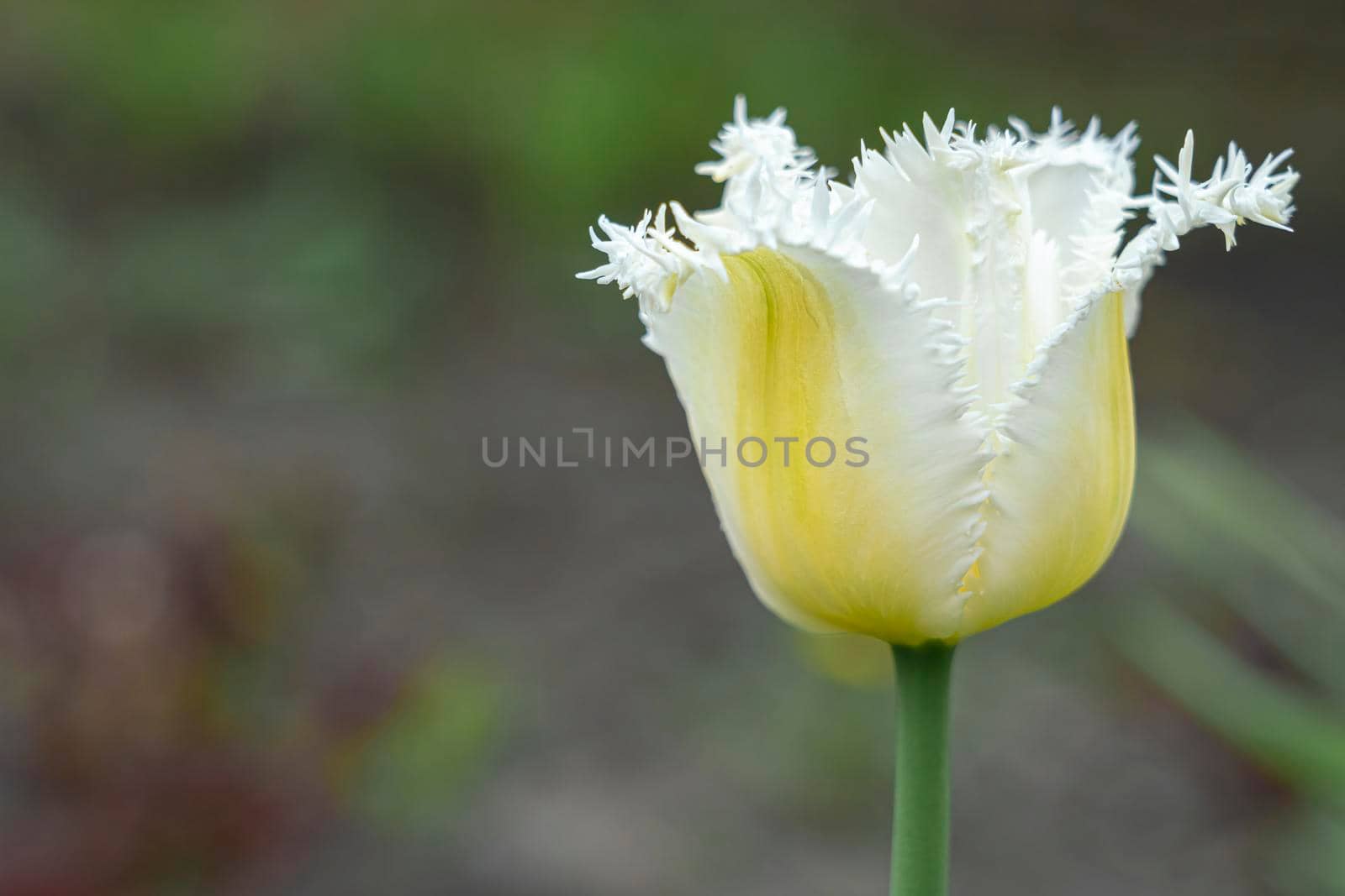 a white-yellow tulip bud on a blurry background. High quality photo