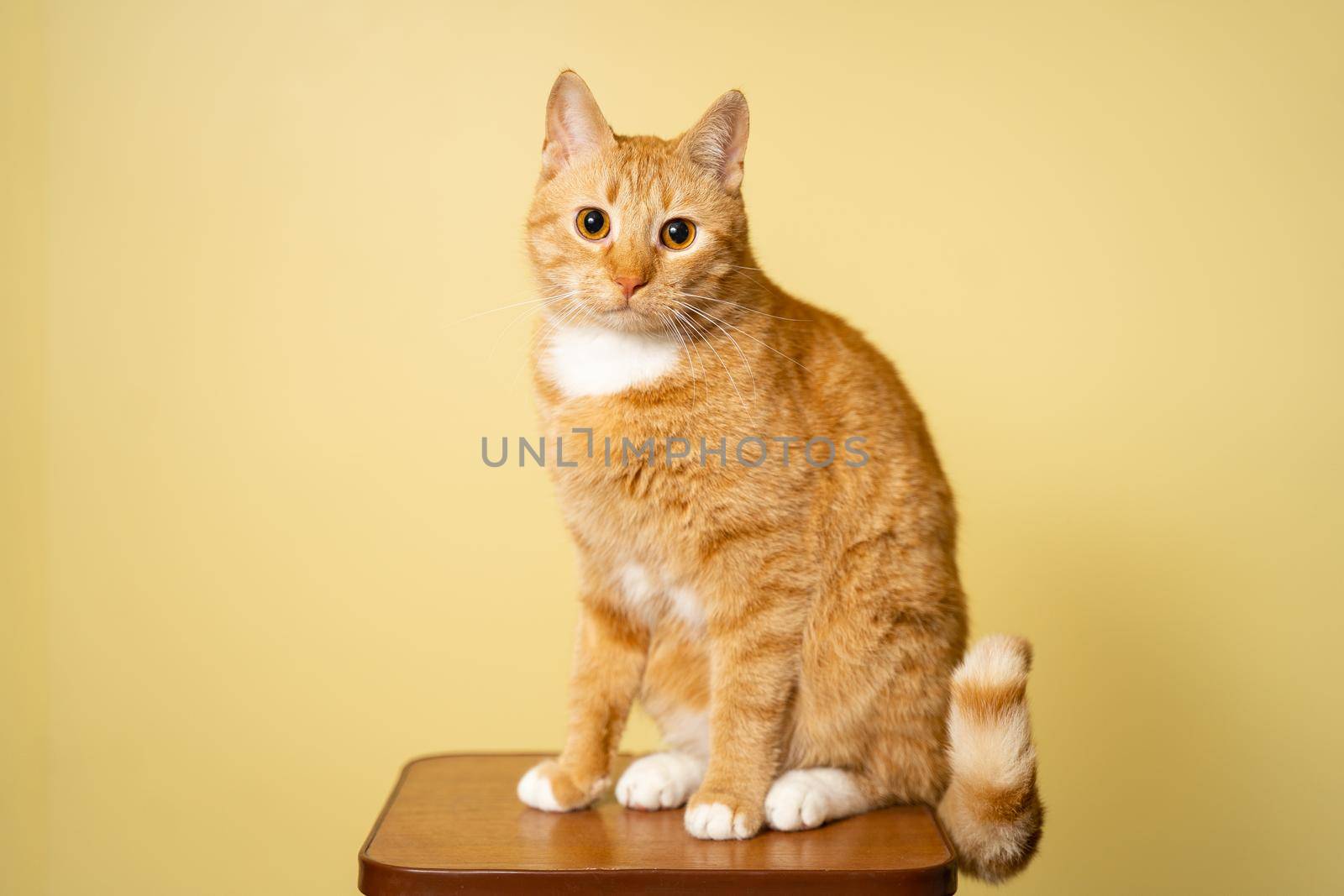 Cute adult red cat with white stripes sits posing on chair in studio against yellow background. Red-haired cat on background of a yellow wall studio shot. Theme pets, love and protection of animals.