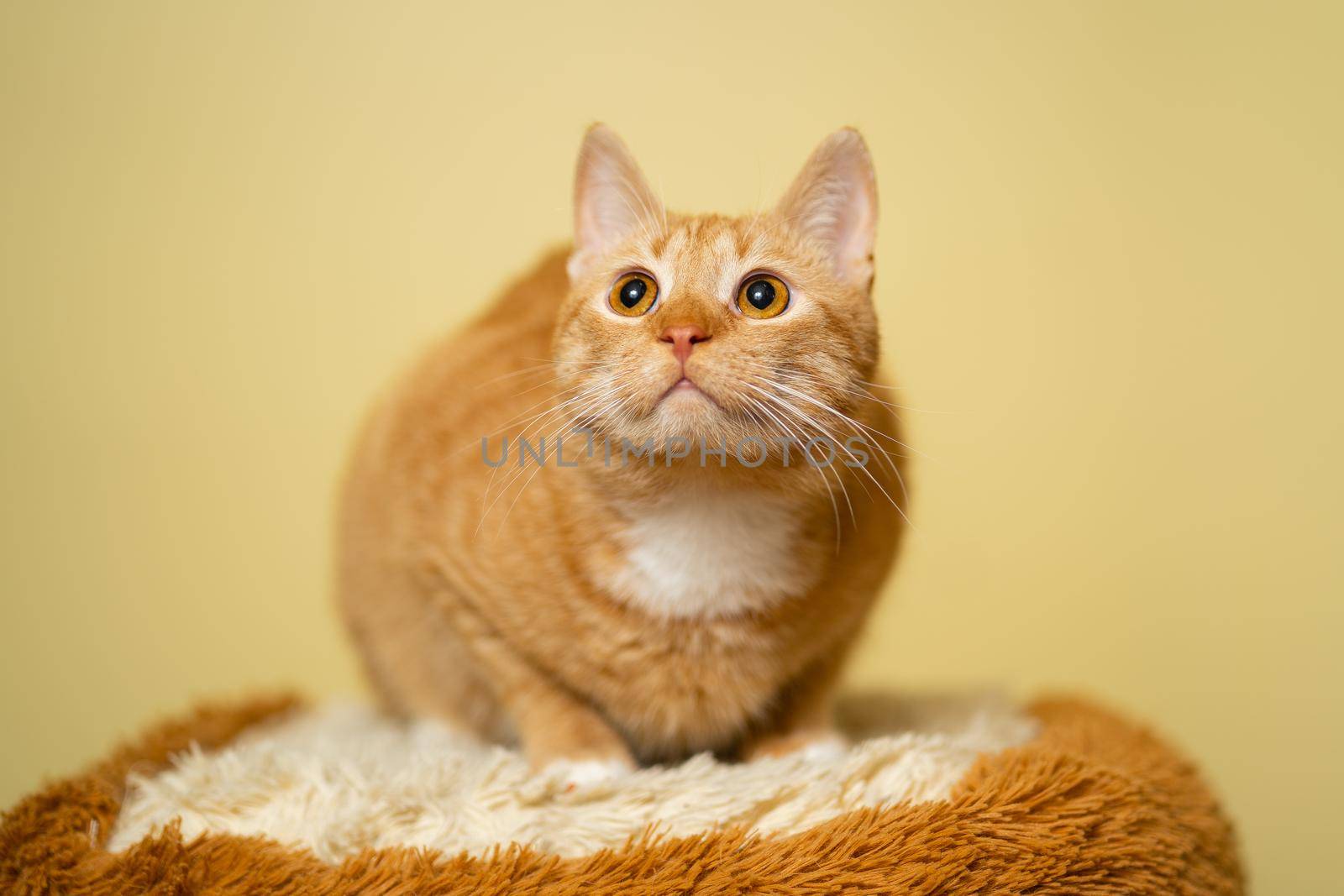 The theme of pets, love and protection of animals. Ginger cat posing on yellow background in studio. Cute orange cat. perfect pet companion. Red fluffy friend. Redhead pet animal portrait studio shot.
