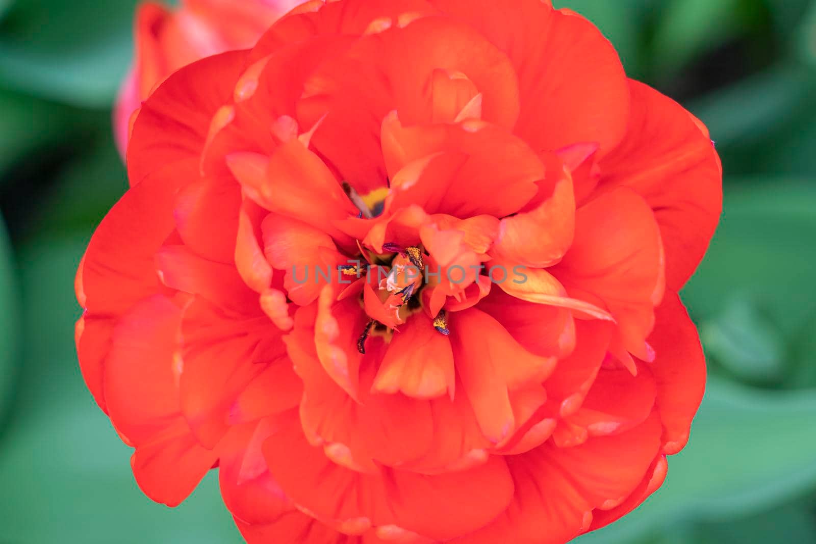 red tulip bud close-up on a beautiful background. High quality photo