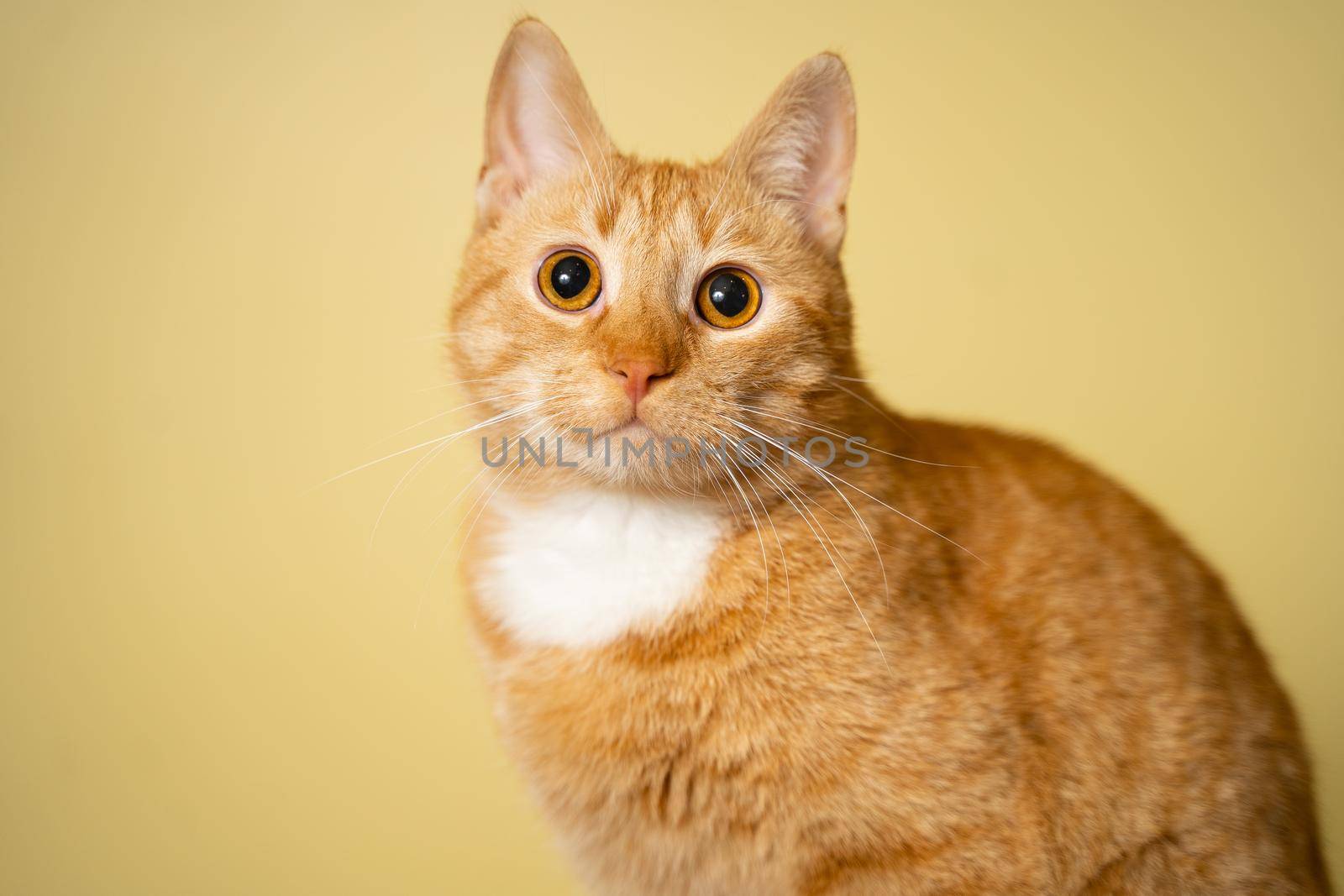 Cute Ginger tabby cat on yellow background. Red fluffy friend. Domestic cute pet. Animal and pet concept. An adult red cat sits posing on a stool in the studio against the background of a yellow wall by Tomashevska