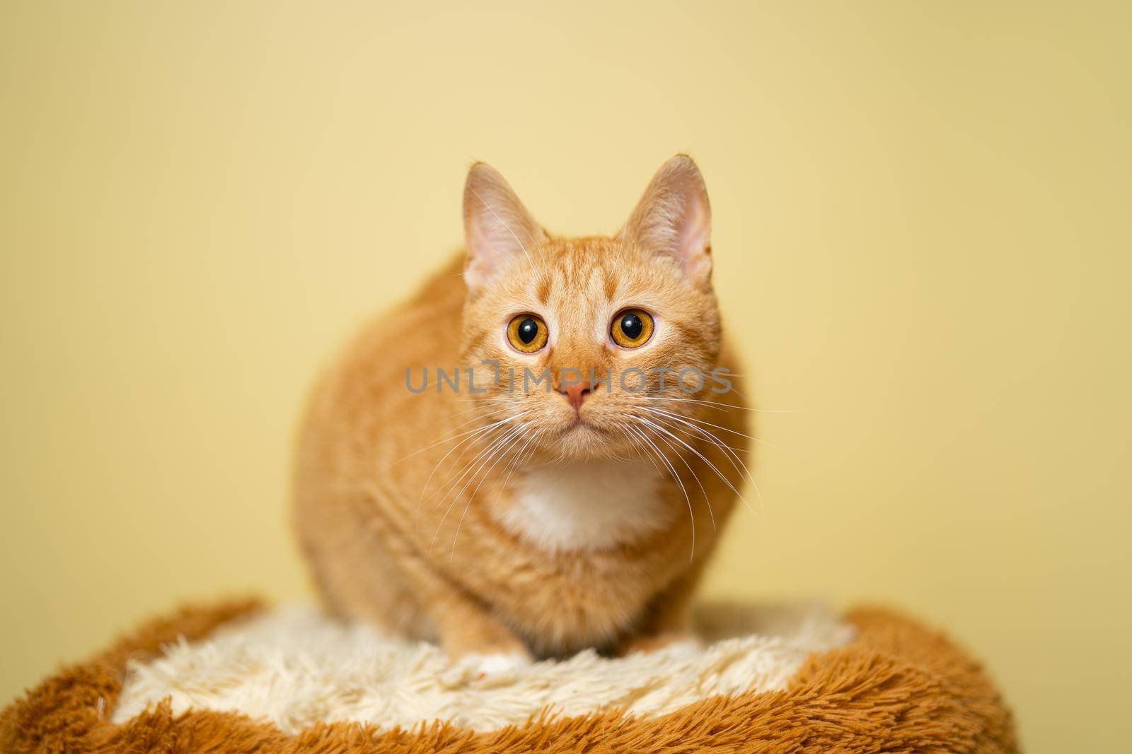 Cute Ginger tabby cat on yellow background. Red fluffy friend. Domestic cute pet. Animal and pet concept. An adult red cat sits posing on a stool in the studio against the background of a yellow wall.