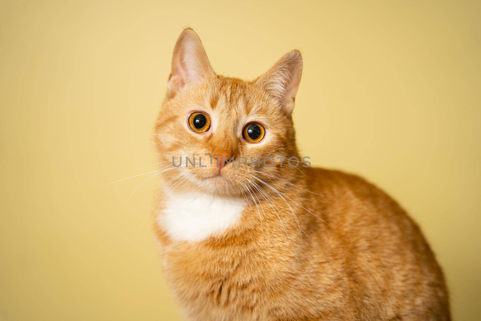 The theme of pets, love and protection of animals. Ginger cat posing on yellow background in studio. Cute orange cat. perfect pet companion. Red fluffy friend. Redhead pet animal portrait studio shot by Tomashevska