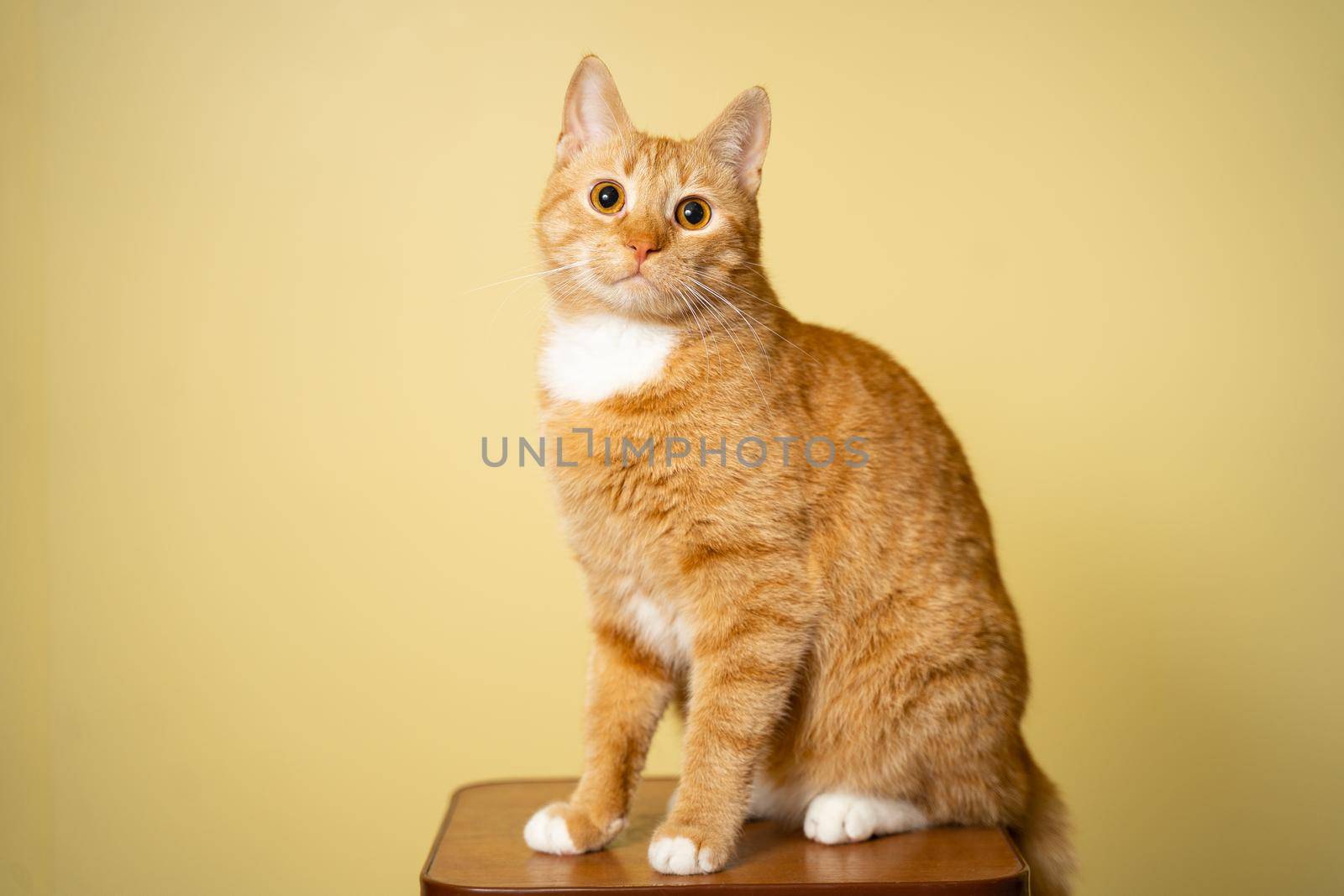 The theme of pets, love and protection of animals. Ginger cat posing on yellow background in studio. Cute orange cat. perfect pet companion. Red fluffy friend. Redhead pet animal portrait studio shot by Tomashevska