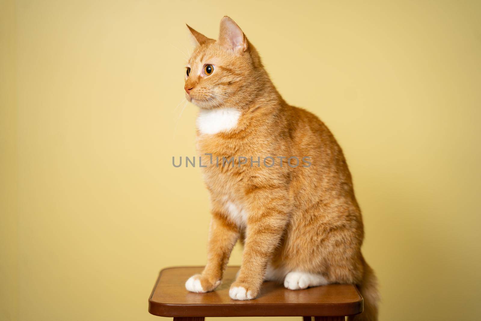 Cute Ginger tabby cat on yellow background. Red fluffy friend. Domestic cute pet. Animal and pet concept. An adult red cat sits posing on a stool in the studio against the background of a yellow wall by Tomashevska