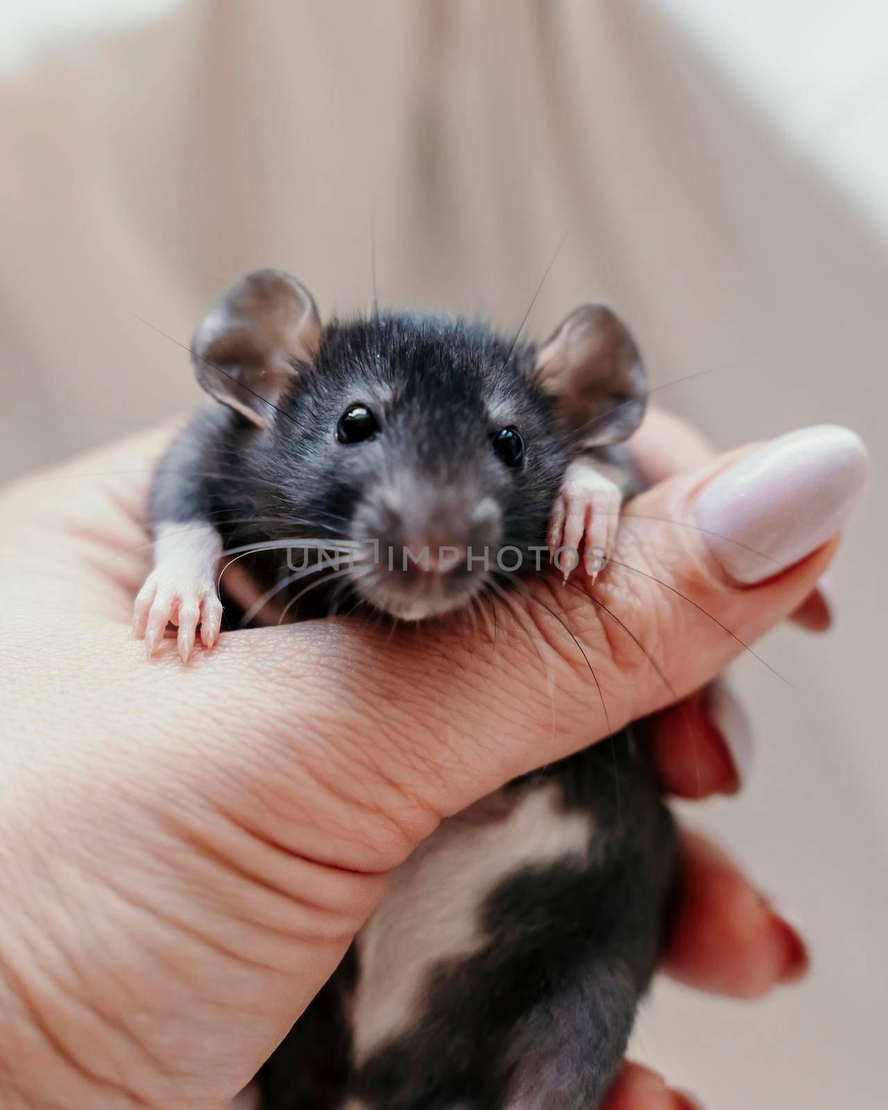 A small black rat with white spots on its belly in a female hand with a manicure. On a light background