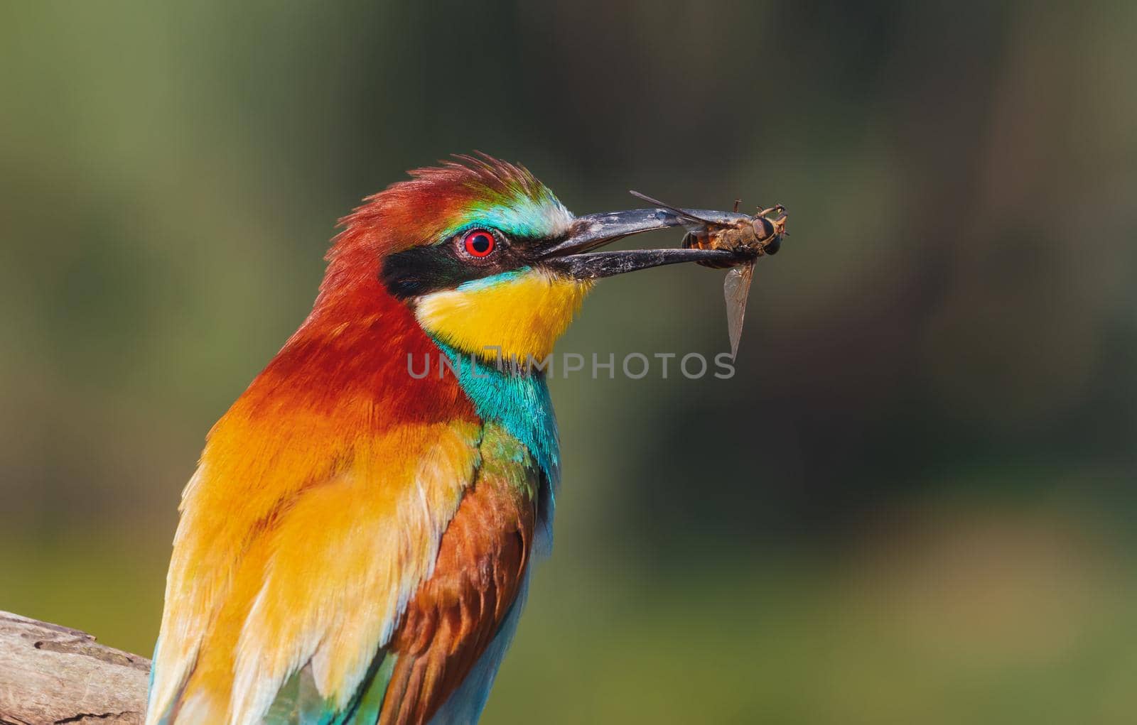 bee-eater with a huge gadfly in its beak, warm summer