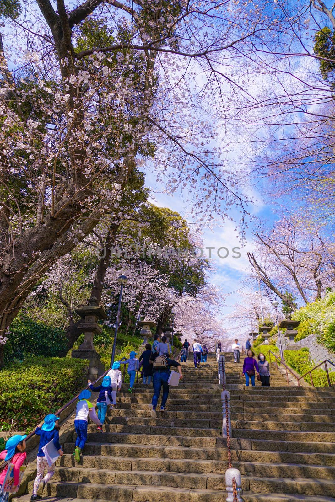The cherry blossoms of the full bloom of Ikegami Honman temple. Shooting Location: Tokyo metropolitan area