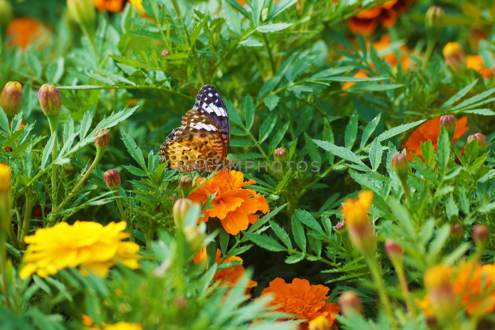 Marigold and butterflies. Shooting Location: Tokyo metropolitan area