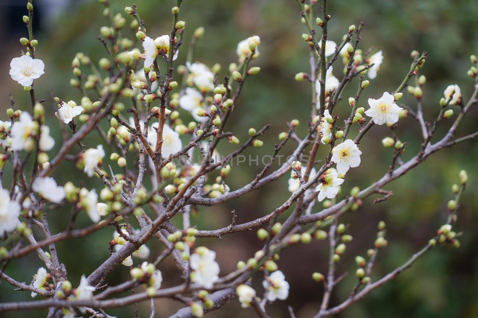 Ume of Okurayama Mae Garden. Shooting Location: Yokohama-city kanagawa prefecture