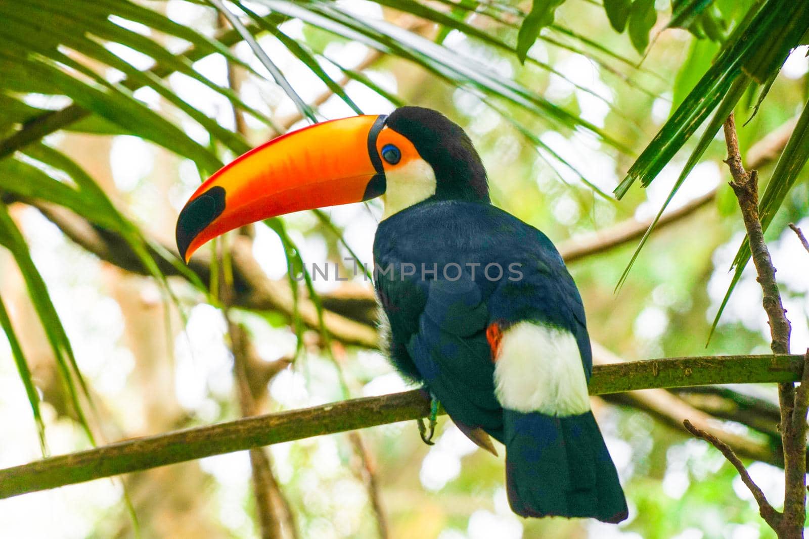 Oniohashi (colorful southern country bird). Shooting Location: Singapore