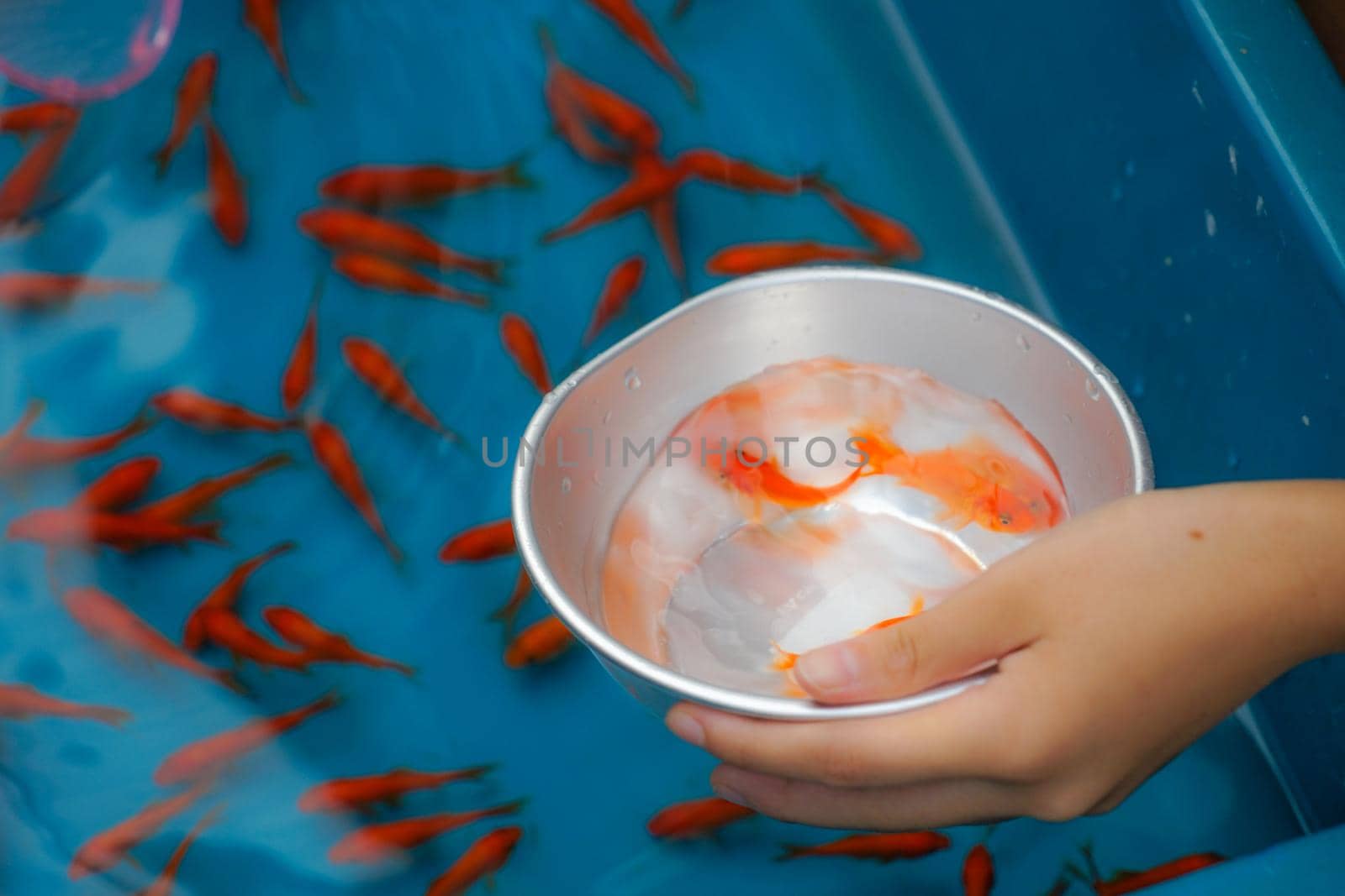 Summer Festival Goldfish Screen Image. Shooting Location: Yokohama-city kanagawa prefecture