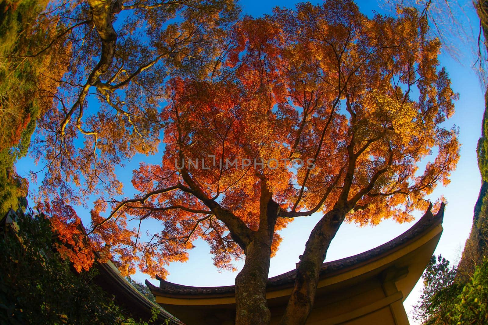 Autumn leaves and Kamakura cityscape. Shooting Location: Kamakura City, Kanagawa Prefecture