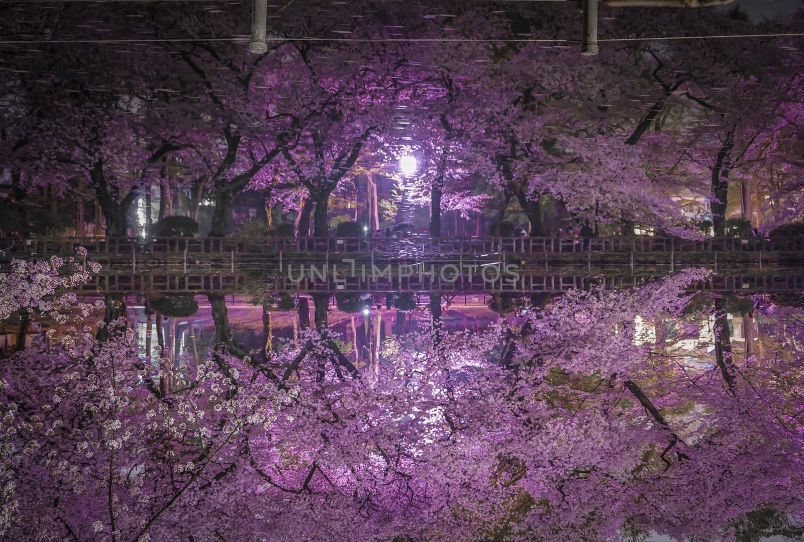 Night cherry blossoms in the well park. Shooting Location: Tokyo metropolitan area