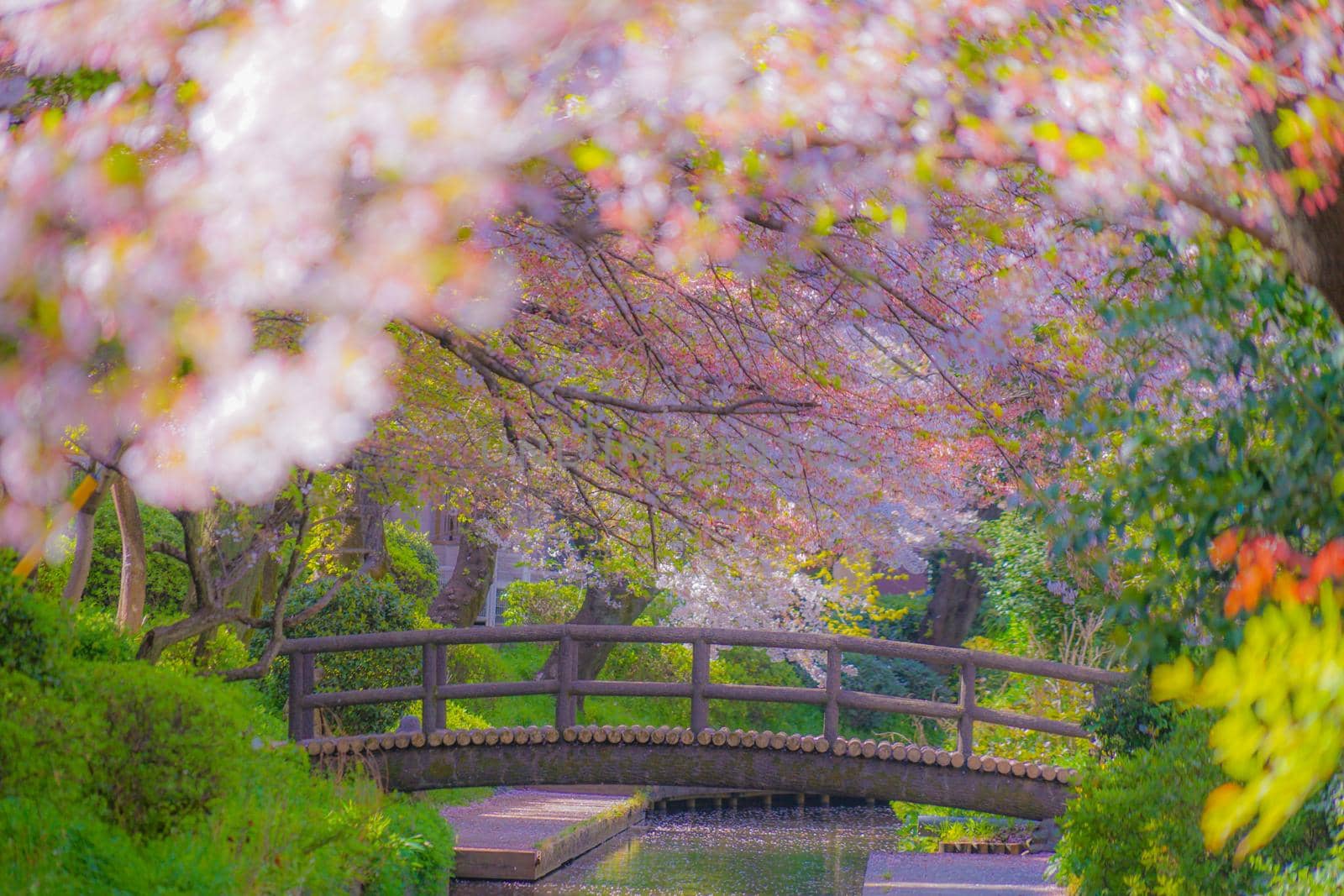 Sakura Sakura of the water for the Hara Hara. Shooting Location: Kawasaki City, Kanagawa Prefecture