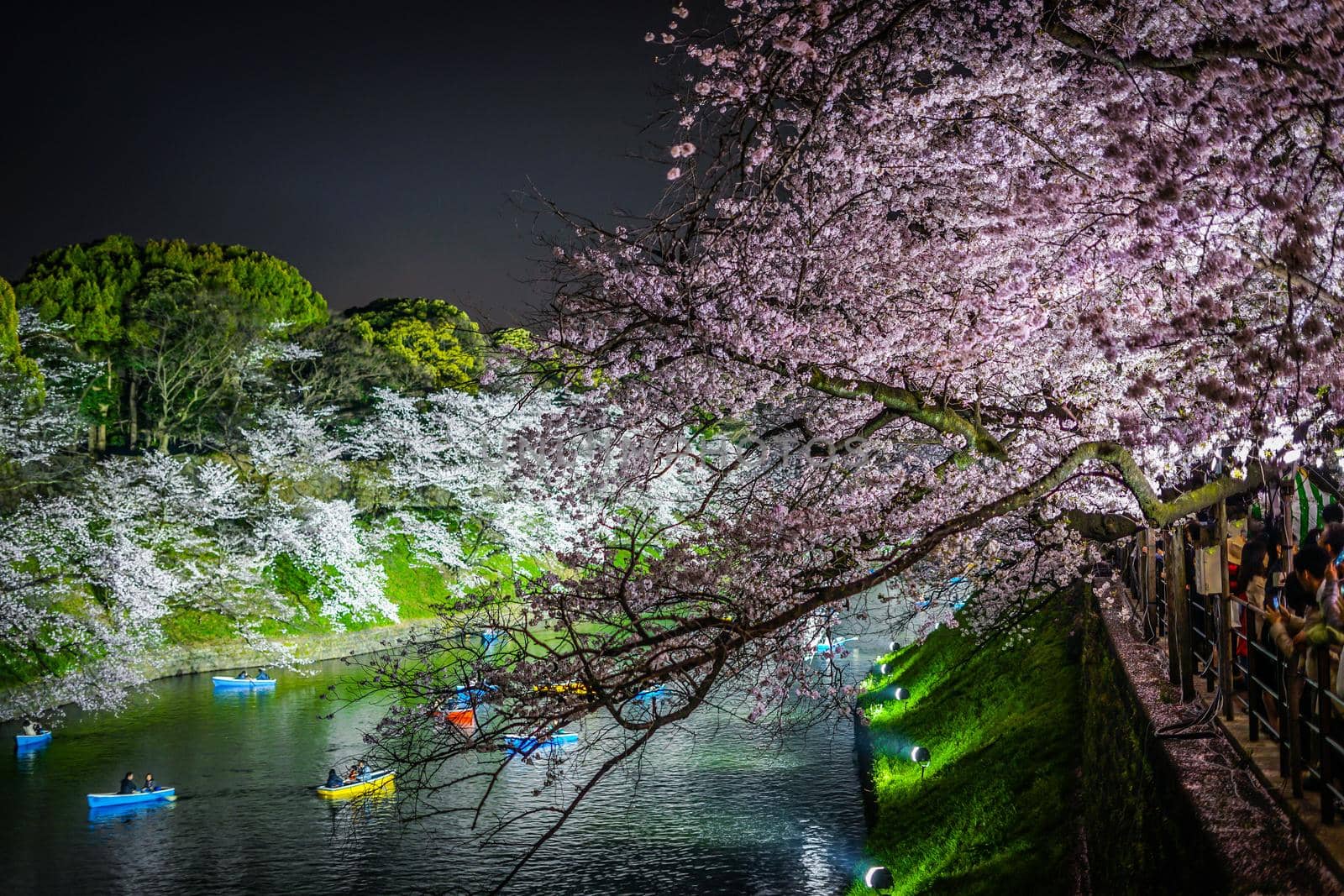 Sakura and boat of Chidorigafuchi. Shooting Location: Tokyo metropolitan area