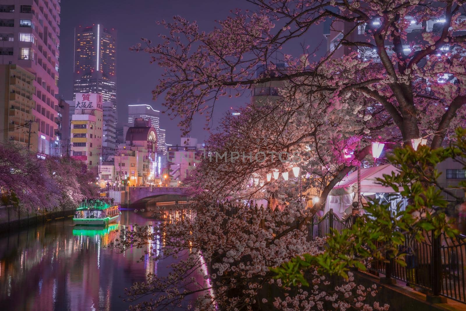 Ookawa Promenade Night Sakura Image. Shooting Location: Yokohama-city kanagawa prefecture