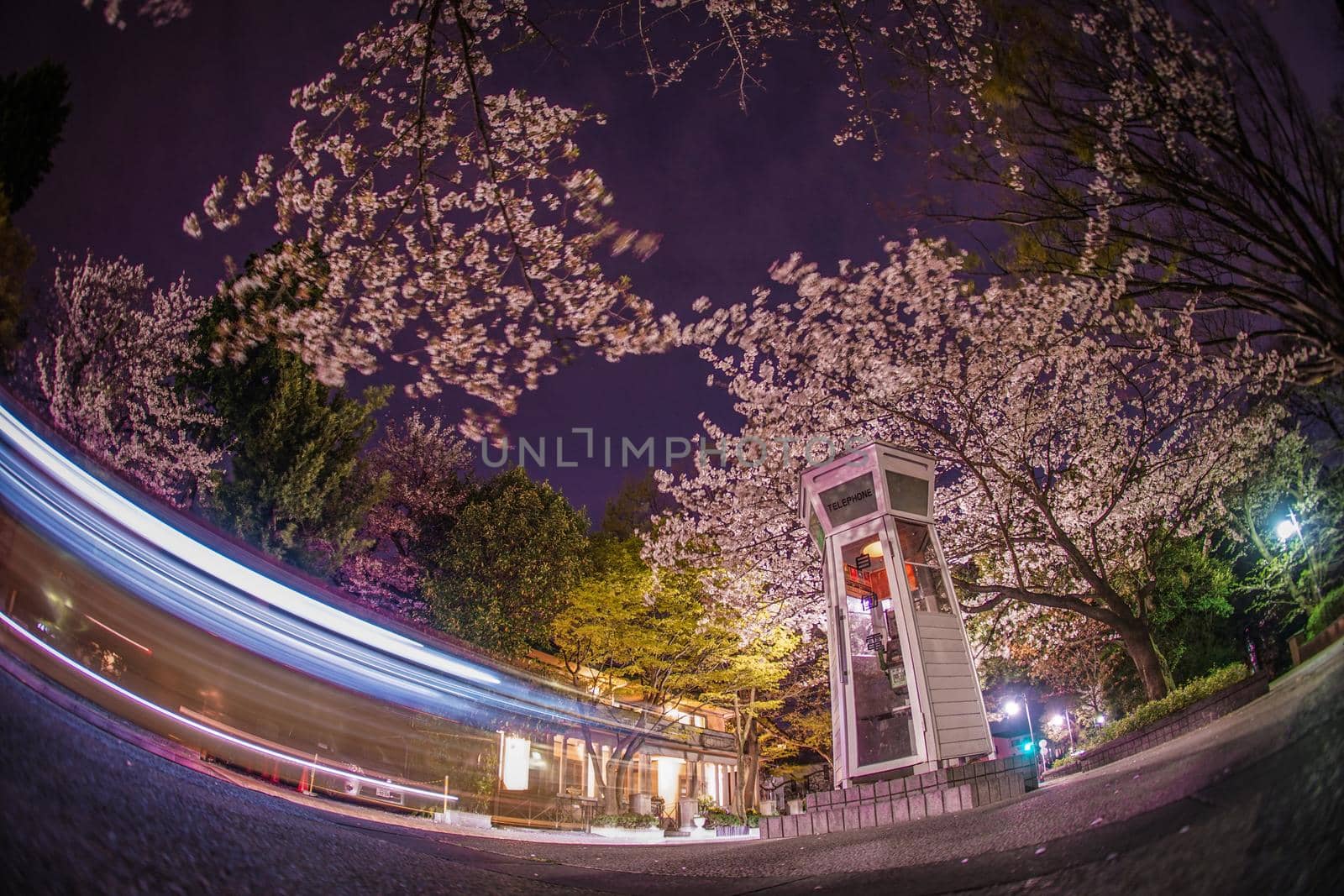 Meloon night cherry blossoms and phone box of Yokohama Maincho. Shooting Location: Yokohama-city kanagawa prefecture