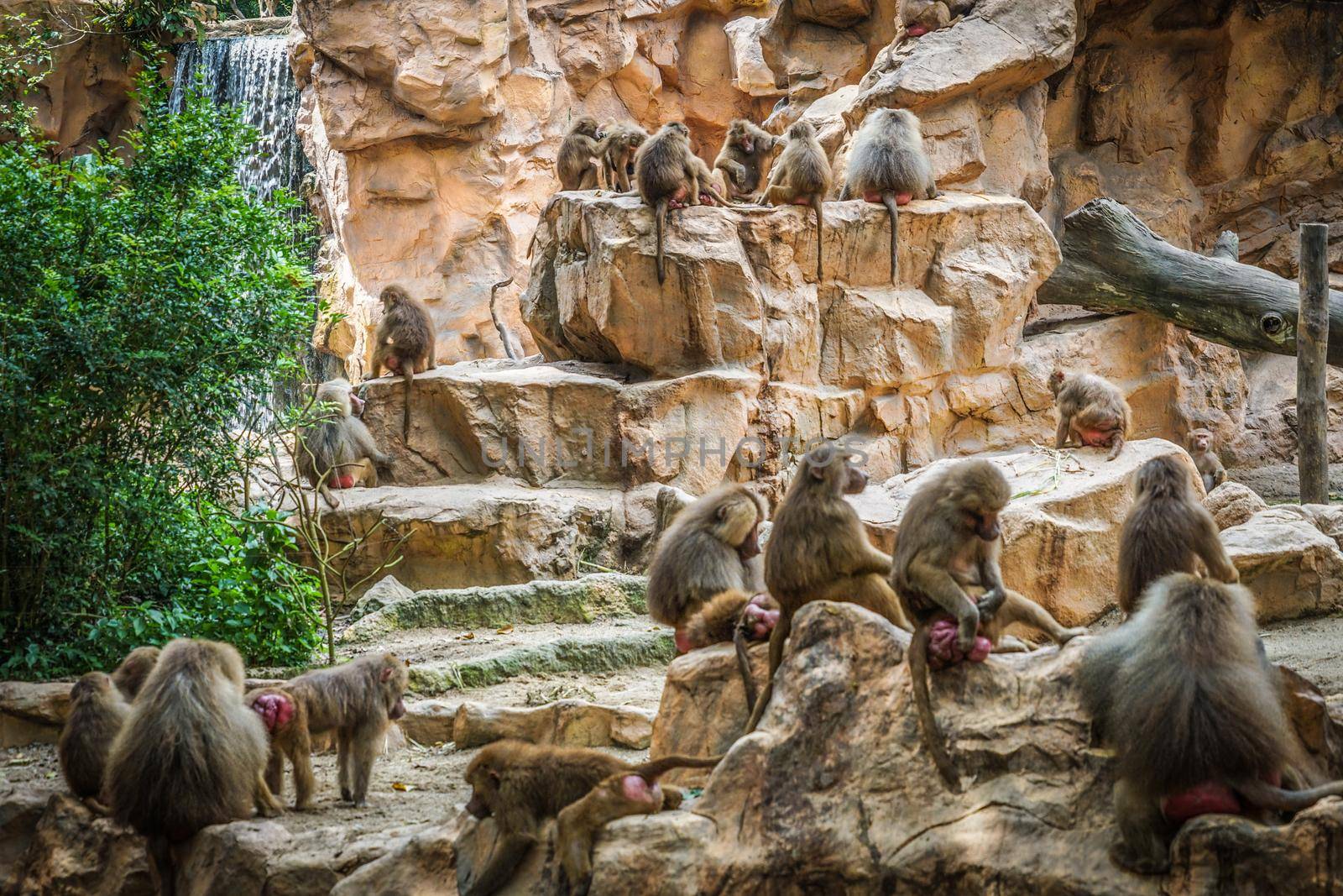 Singapore Zoo Mantobi Image. Shooting Location: Singapore