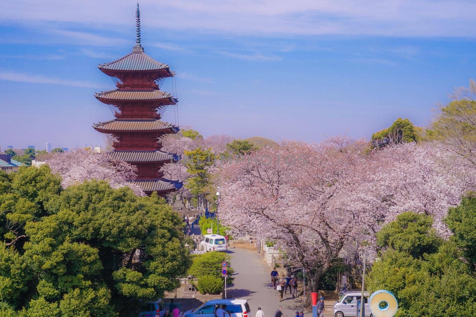 Cherry blossoms and five tower in full bloom. Shooting Location: Tokyo metropolitan area