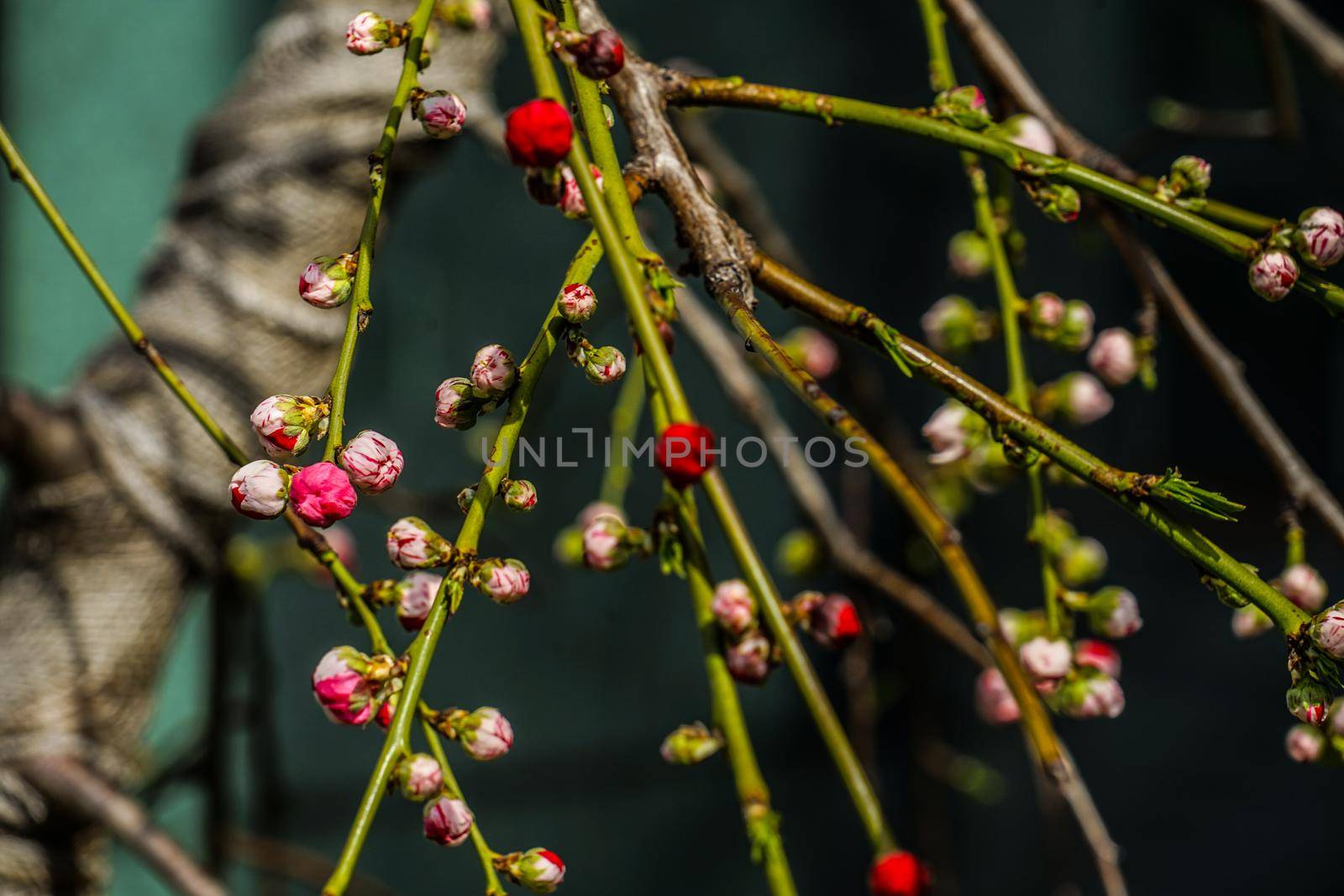 Ume. Shooting Location: Tokyo metropolitan area