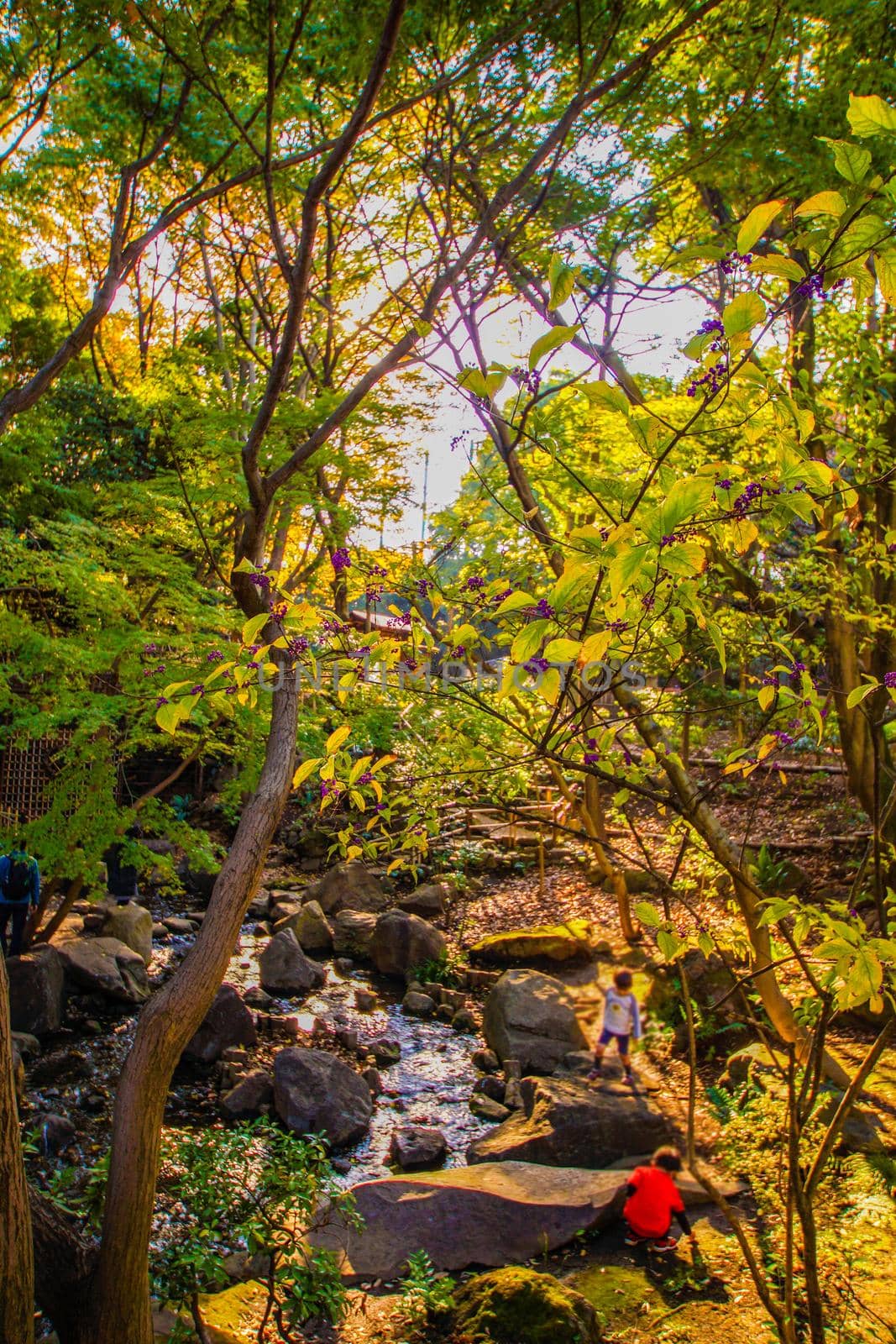 Autumn leaves and people in Togoshi Park. Shooting Location: Tokyo metropolitan area
