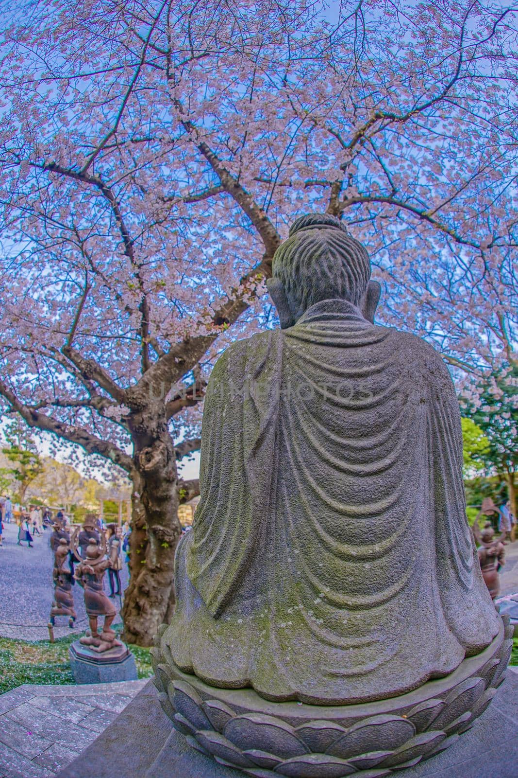 Landscape of cherry blossoms in full bloom and Kamakura Haseganji. Shooting Location: Kamakura City, Kanagawa Prefecture