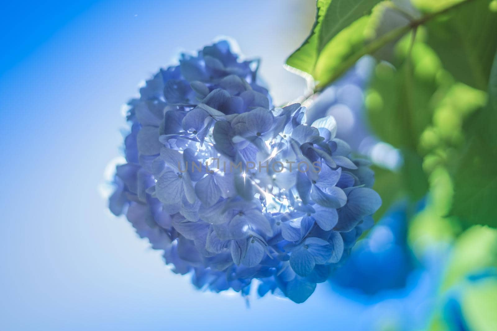 Blue hydrangea and new green. Shooting Location: Kamakura City, Kanagawa Prefecture