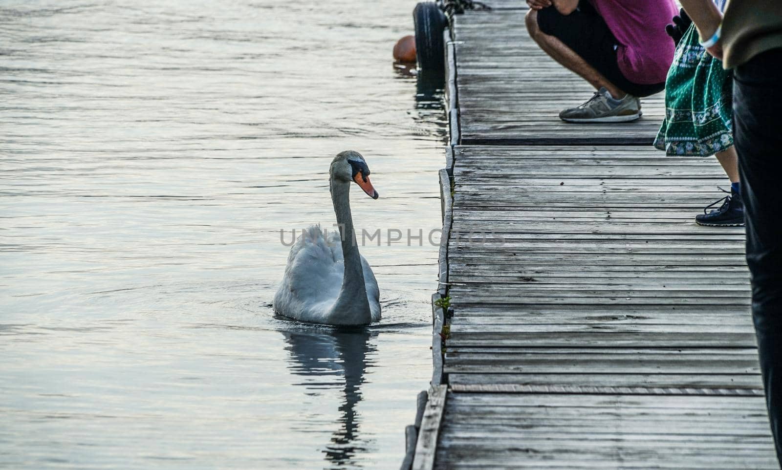 Image of swan. Shooting Location: Yamanaka Yamanashi Prefecture