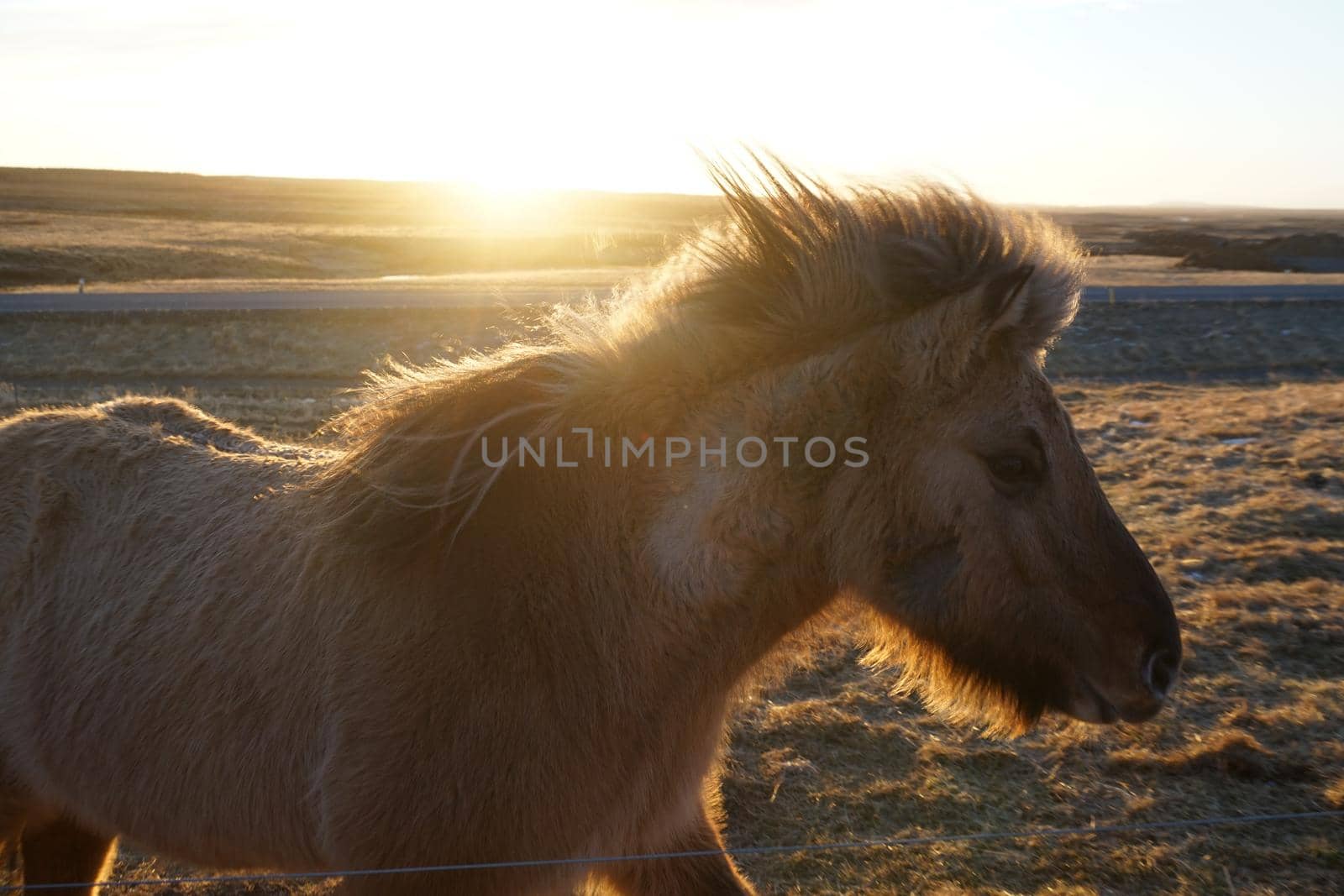 Iceland Horse (at the meadow of Iceland). Shooting Location: Iceland, Lay Cavik