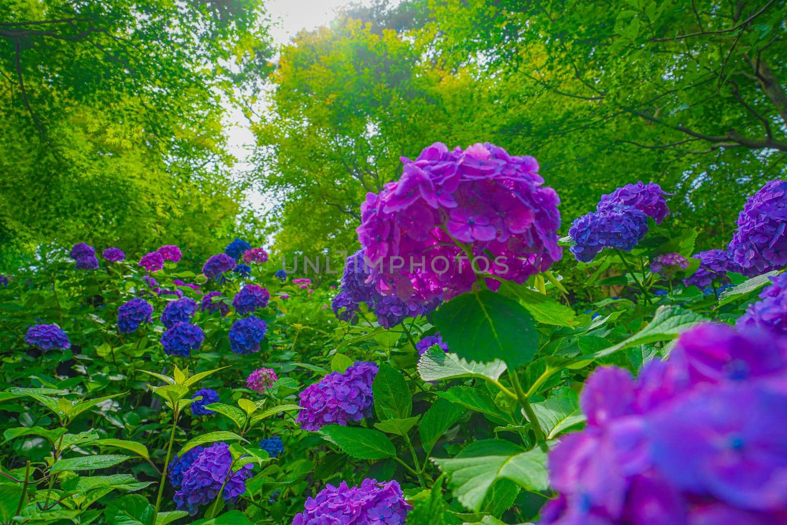 Hydrangea image in June. Shooting Location: Kamakura City, Kanagawa Prefecture