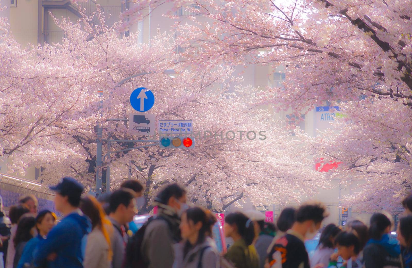 Sakura Sakura of Tama Plaza. Shooting Location: Yokohama-city kanagawa prefecture