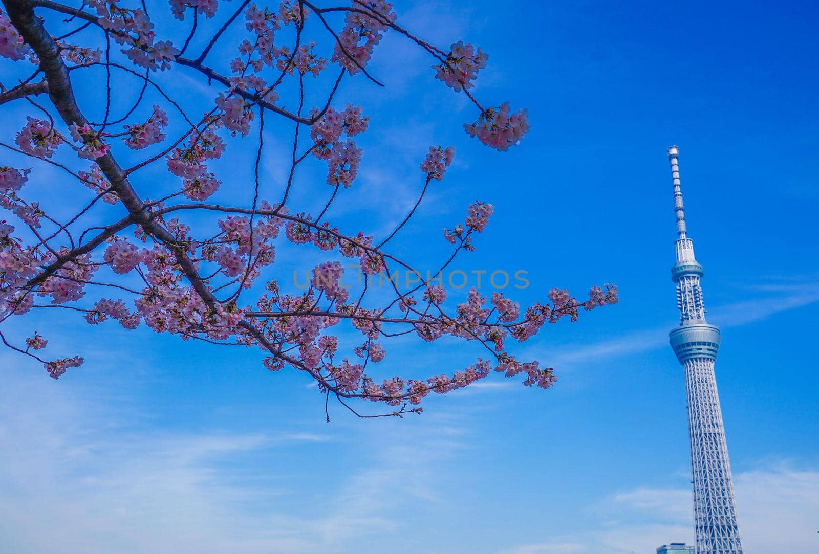 Cherry blossoms and Tokyo Sky Tree. Shooting Location: Tokyo metropolitan area