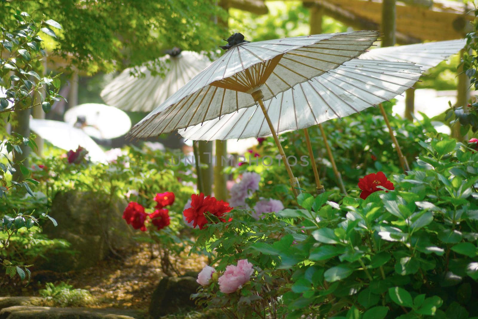 Landscape with Japanese and peony. Shooting Location: Kamakura City, Kanagawa Prefecture