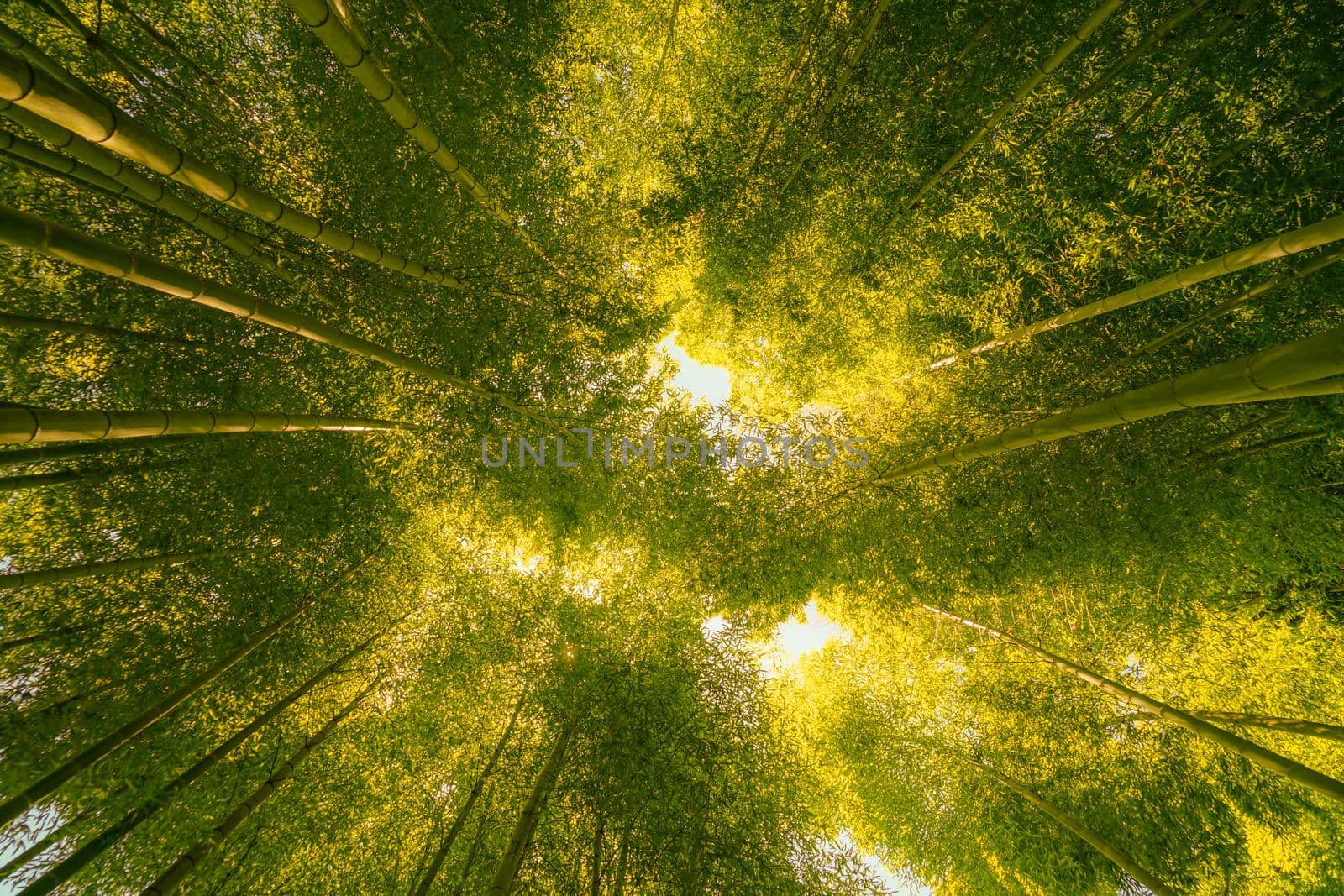 Sun looking from bamboo forest. Shooting Location: Kamakura City, Kanagawa Prefecture