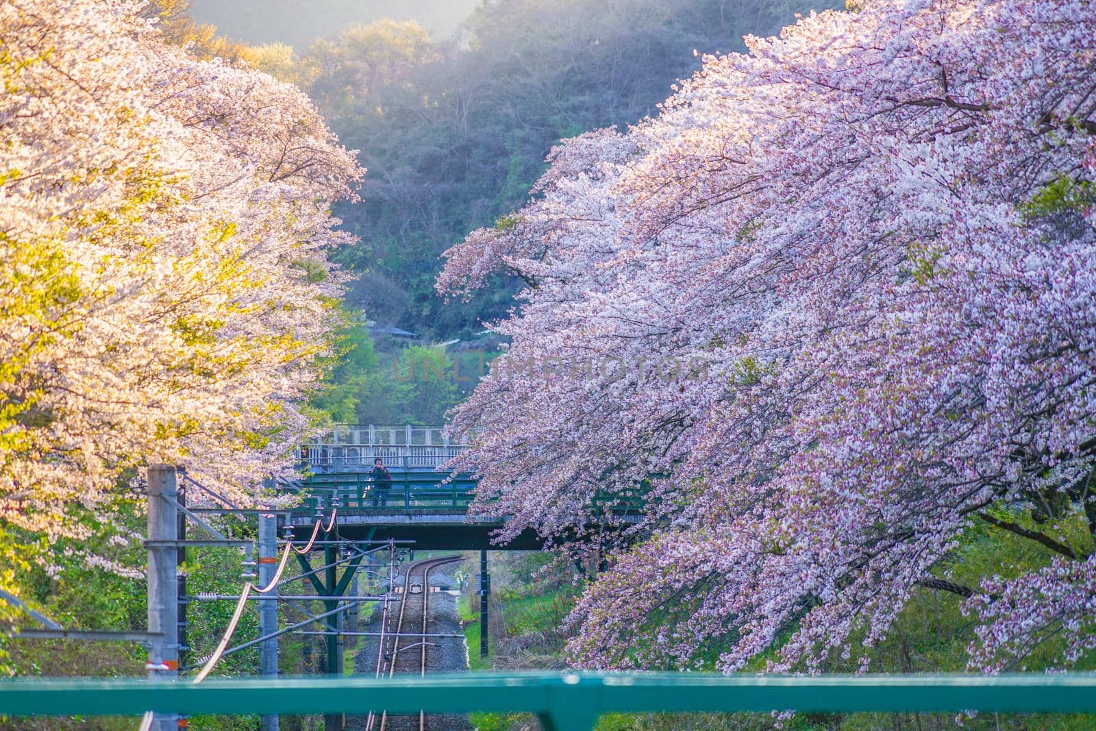 Spring Yamakita Station (Kanagawa Prefecture Ashigarakami-gun). Shooting Location: Kanagawa Prefecture Ashigarakami-gun
