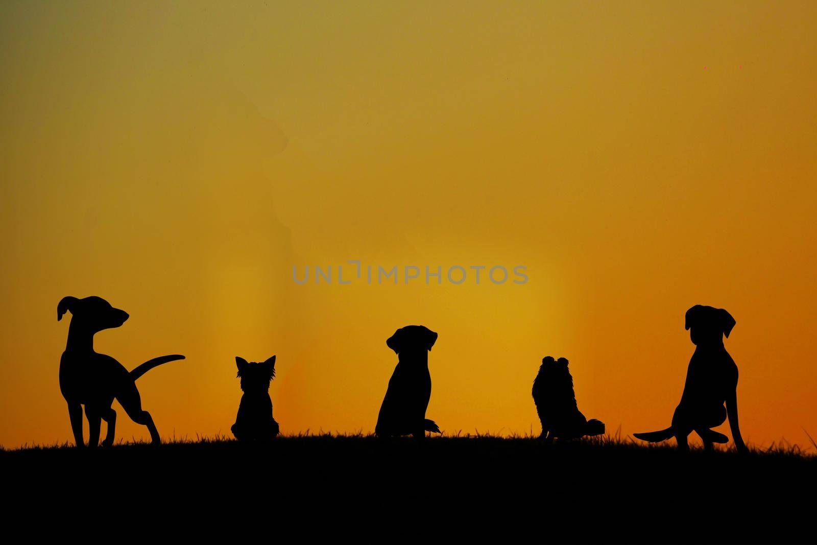 Silhouette of a dog standing on the hill. Shooting Location: Tokyo metropolitan area