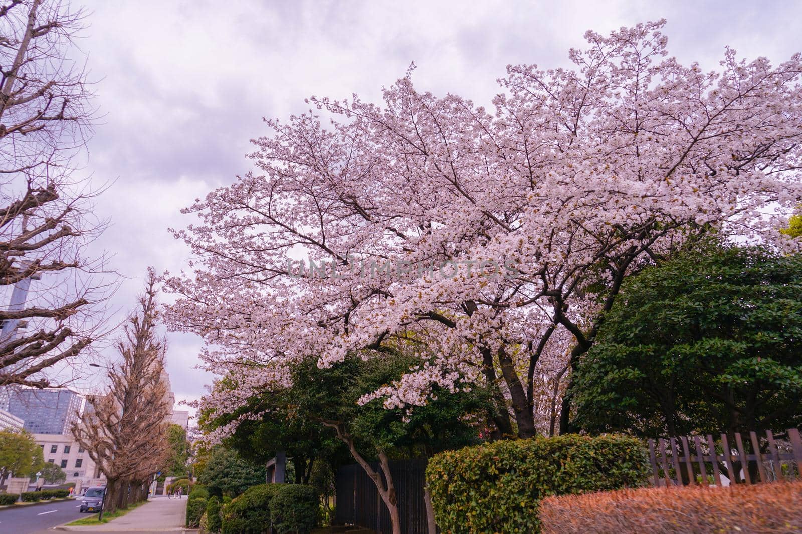 Kasumigaseki Sakura Sakura Line. Shooting Location: Tokyo metropolitan area