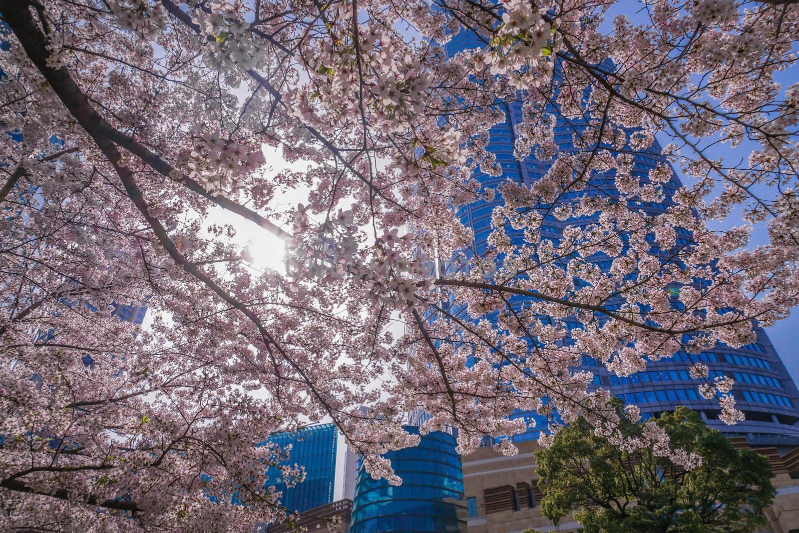 Meki cherry blossoms and Roppongi Hills. Shooting Location: Tokyo metropolitan area