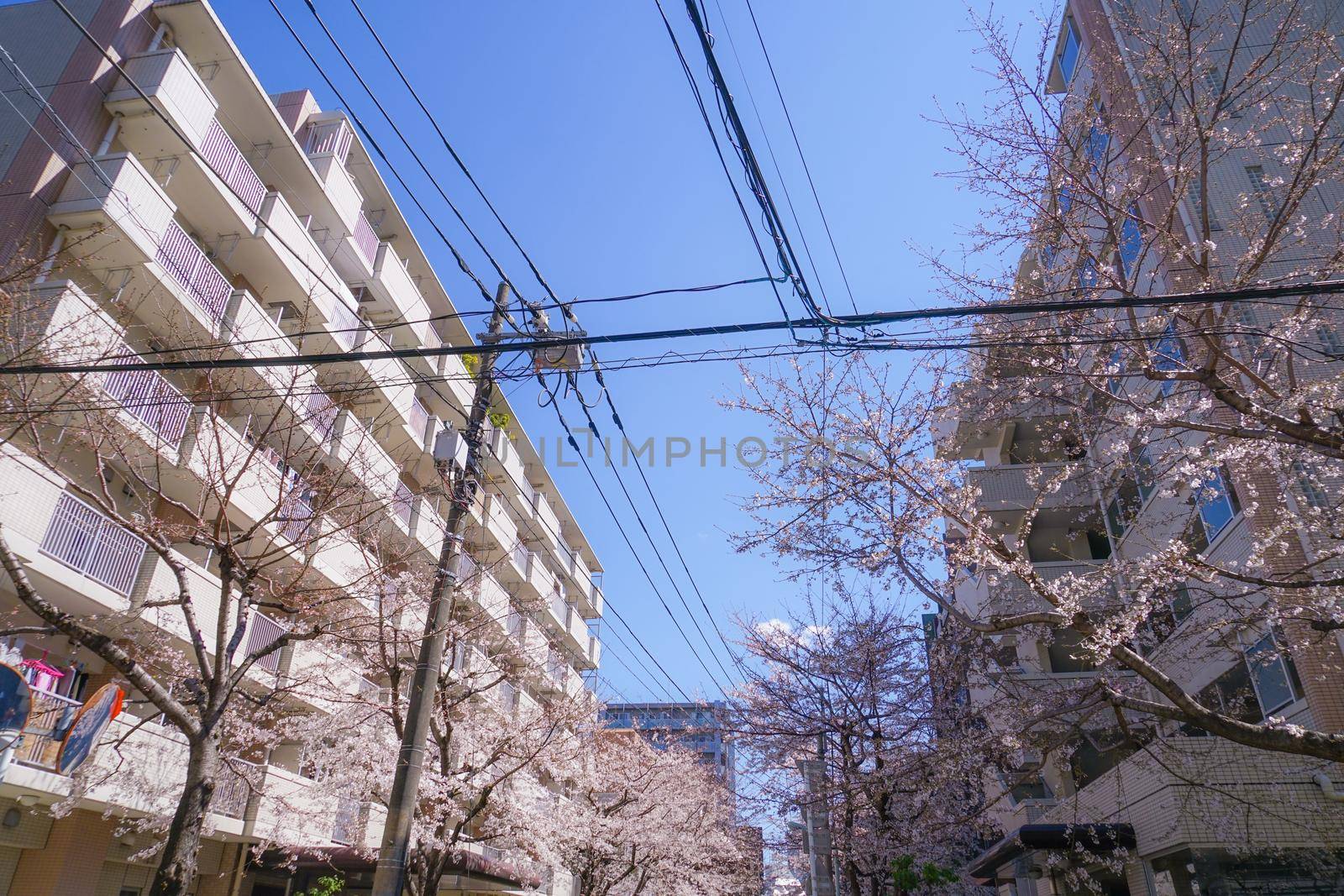 Cherry blossoms around Tokyo Komagome Station. Shooting Location: Tokyo metropolitan area