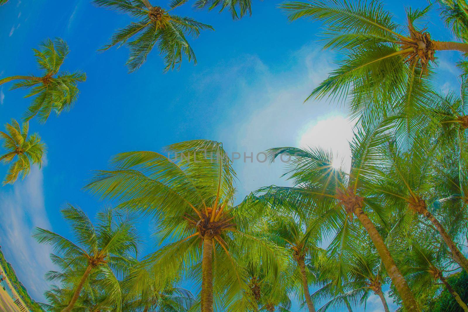 Palm trees and blue sky (Singapore Sentosa Island). Shooting Location: Singapore
