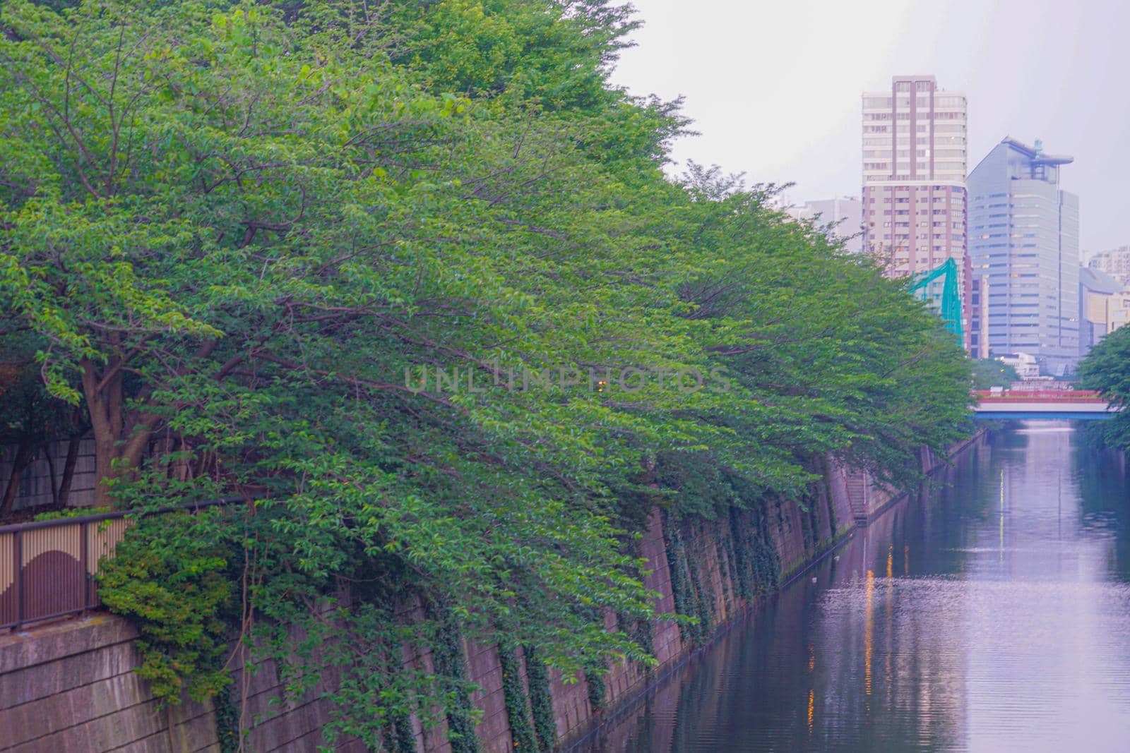 New green and city of Meguro River. Shooting Location: Tokyo metropolitan area