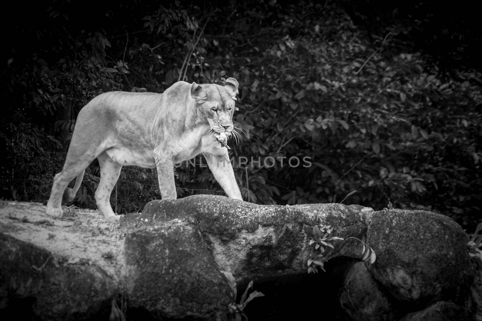 Meselion eating meat (monochrome). Shooting Location: Singapore