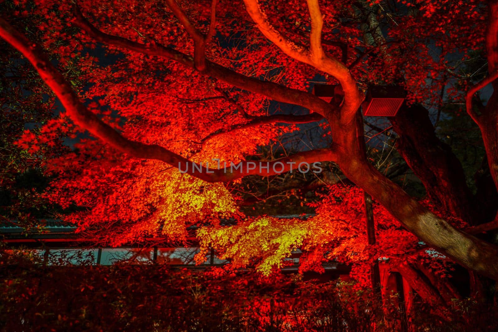 Autumn leaf lighted up Nippon Garden. Shooting Location: Tokyo metropolitan area
