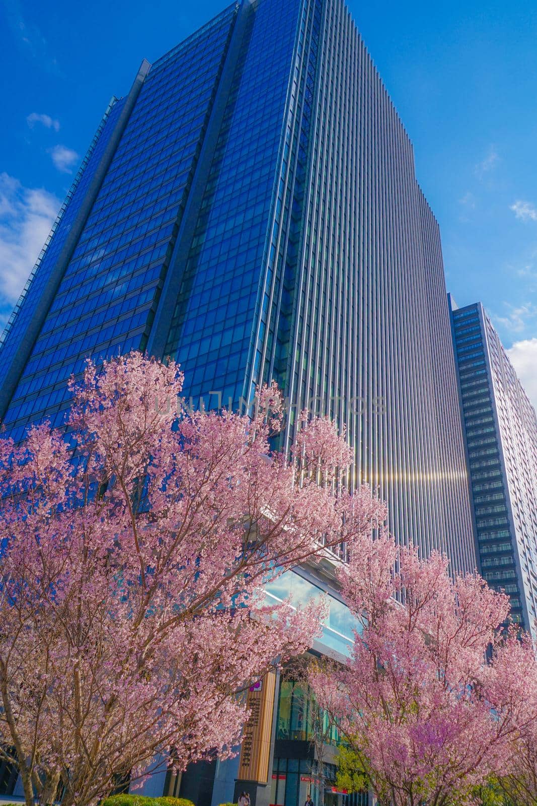 Cherry blossoms of Yotsuyas building and full bloom. Shooting Location: Tokyo metropolitan area