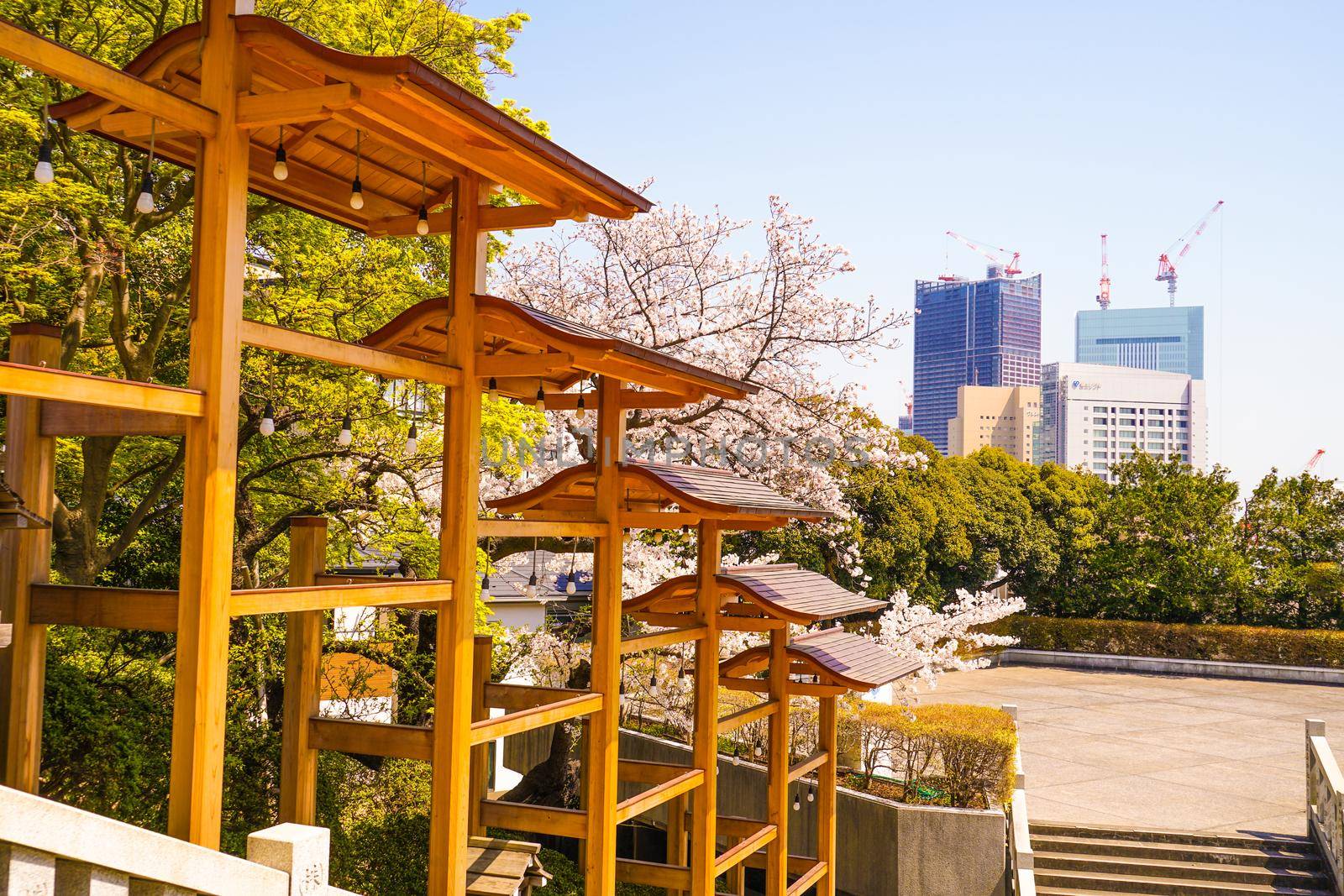 Shrine ornaments and cherry blossoms. Shooting Location: Yokohama-city kanagawa prefecture