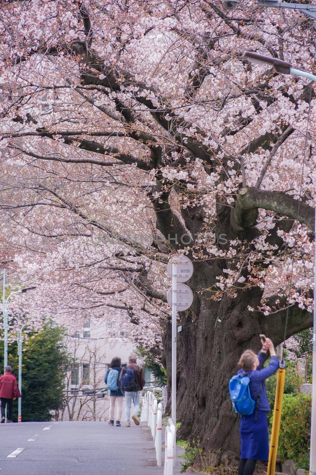 Aoyama cemetery full bloom cherry blossoms. Shooting Location: Tokyo metropolitan area